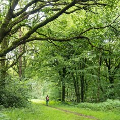 2BKREFG France, Ille-et-Vilaine, Paimpont, walker in the Broceliande forest Credit: Alamy
one time use for Traveller only
FEE APPLIES
traveller 10 most magical forests brian johnston
