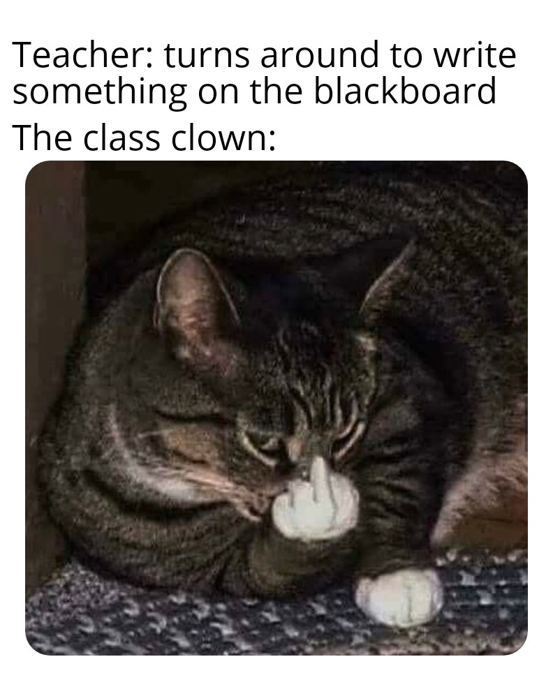 r/memes - Day 2 of posting random cat memes.