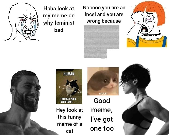 r/memes - Bring back cat memes