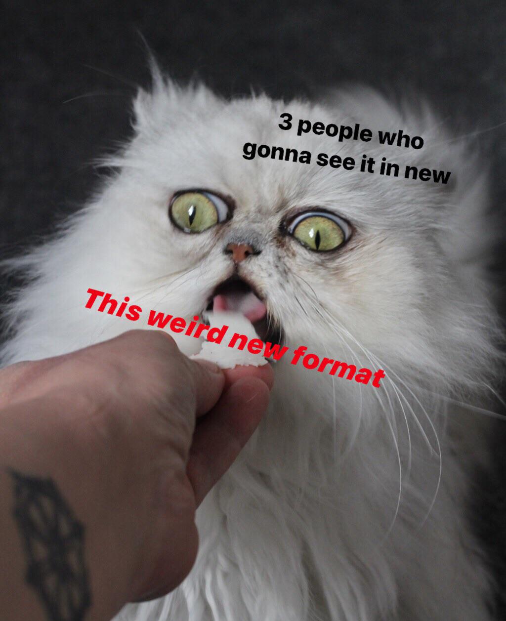 r/memes - We need more cat memes (credits to ig: wilfredwarrior)