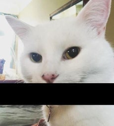 r/TheCatDoesntTalk icon