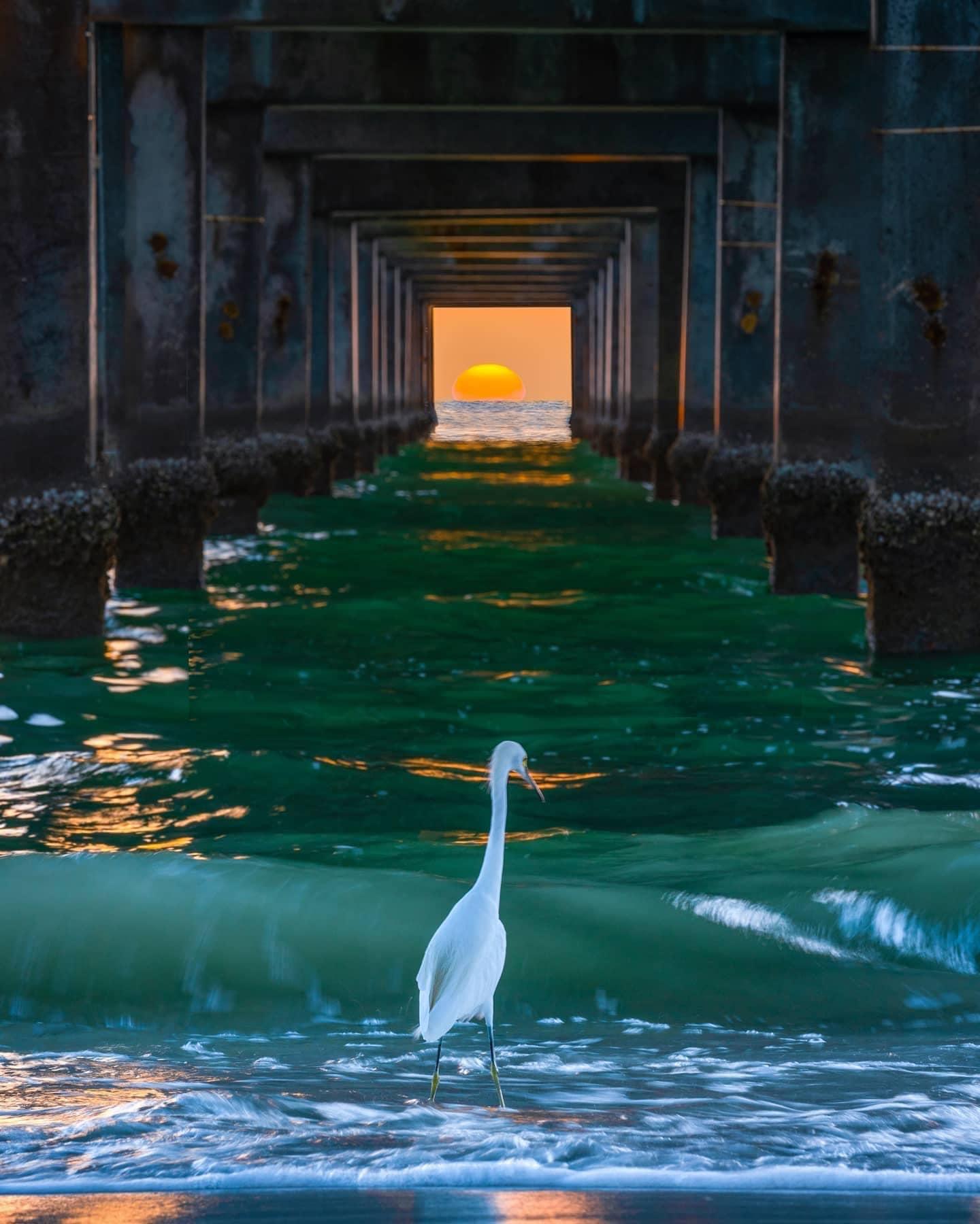 r/pics - Sunset tunnel at Pier 60, Clearwater Beach, Florida