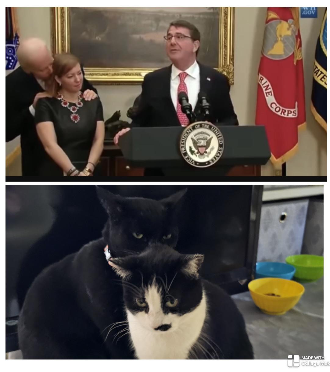 r/TuxedoCats - Little Political Humor. All in fun. My babies have it down!