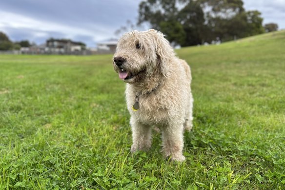 Kate Halfpenny’s late dog, Maggie.