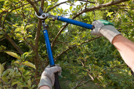 Town of Bassendean is attempting to introduce rules that make it an offence to prune trees without approval