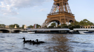 Ducks swim along the Seine River in front of the Eiffel Tower during the 2024 Summer Olympics.