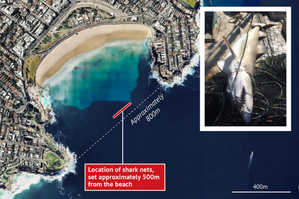 The state government has installed nets to deter sharks at Sydney beaches since 1937. There’s growing doubt though about their effectiveness.