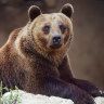 A brown bear in Italy.