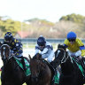 Ha Ha Ha (right) is the top selection in the Coffs Harbour Cup.