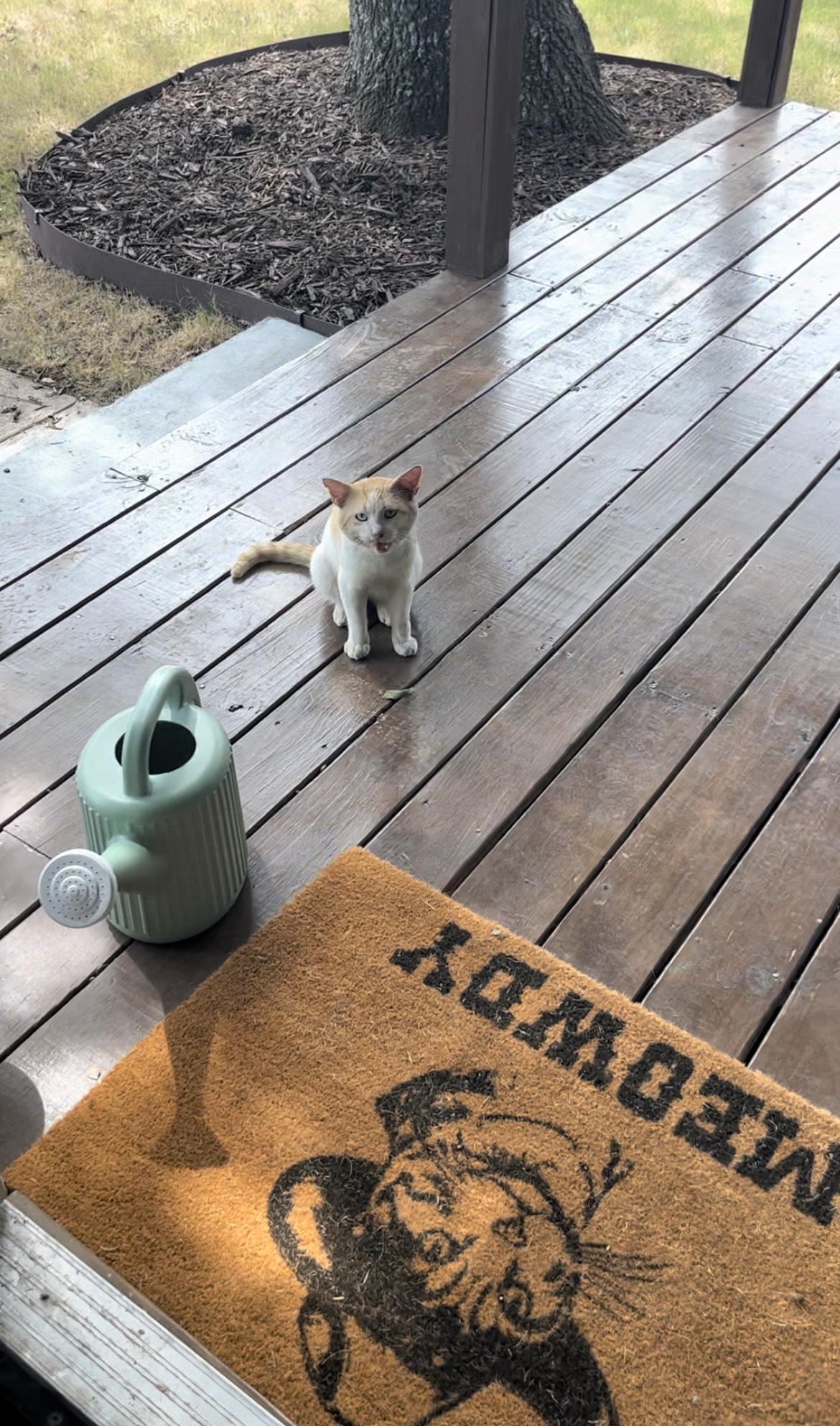 r/aww - This is my cat's boyfriend asking if she's home