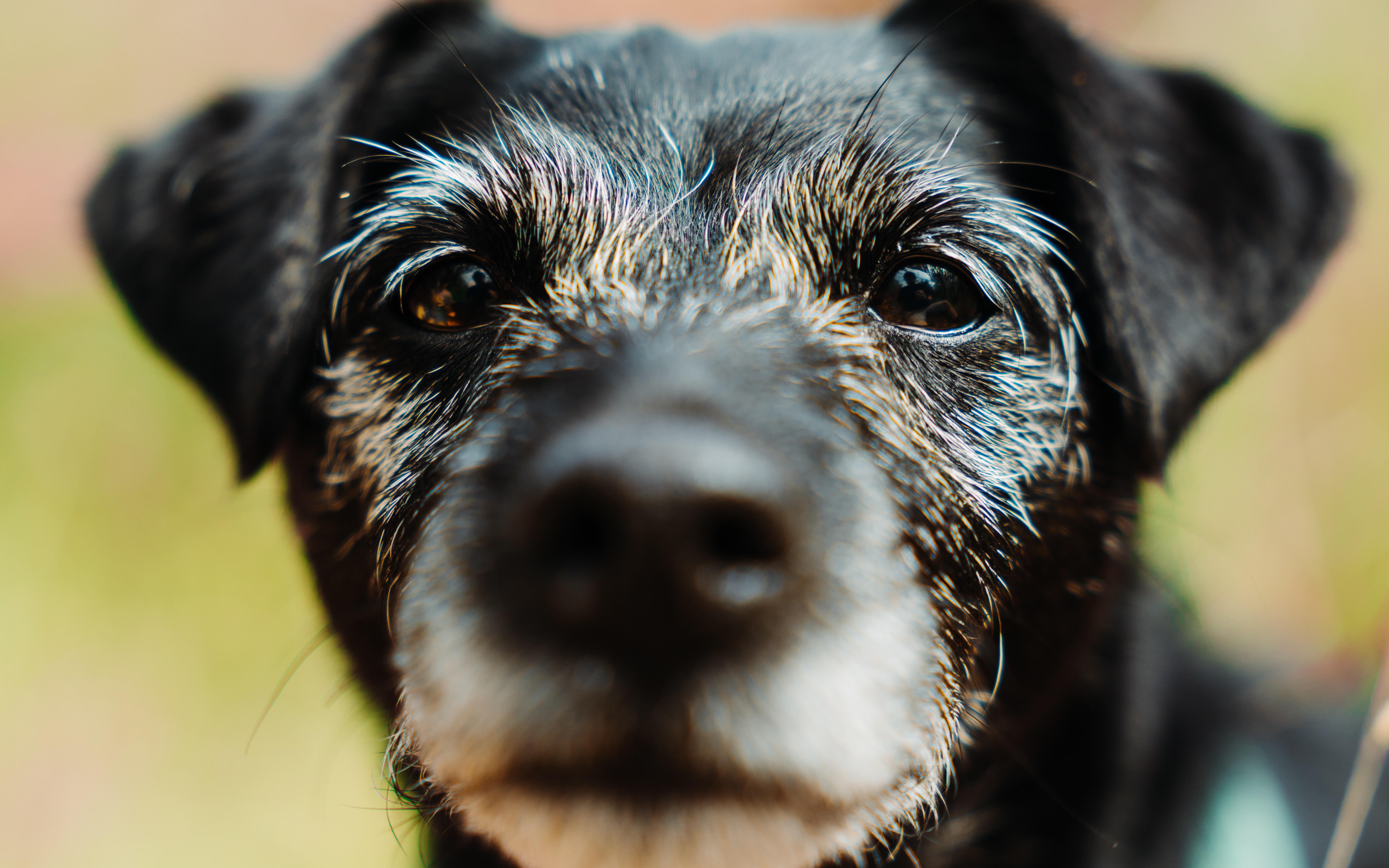 r/rarepuppers - Aries, a senior Patterdale Terrier.