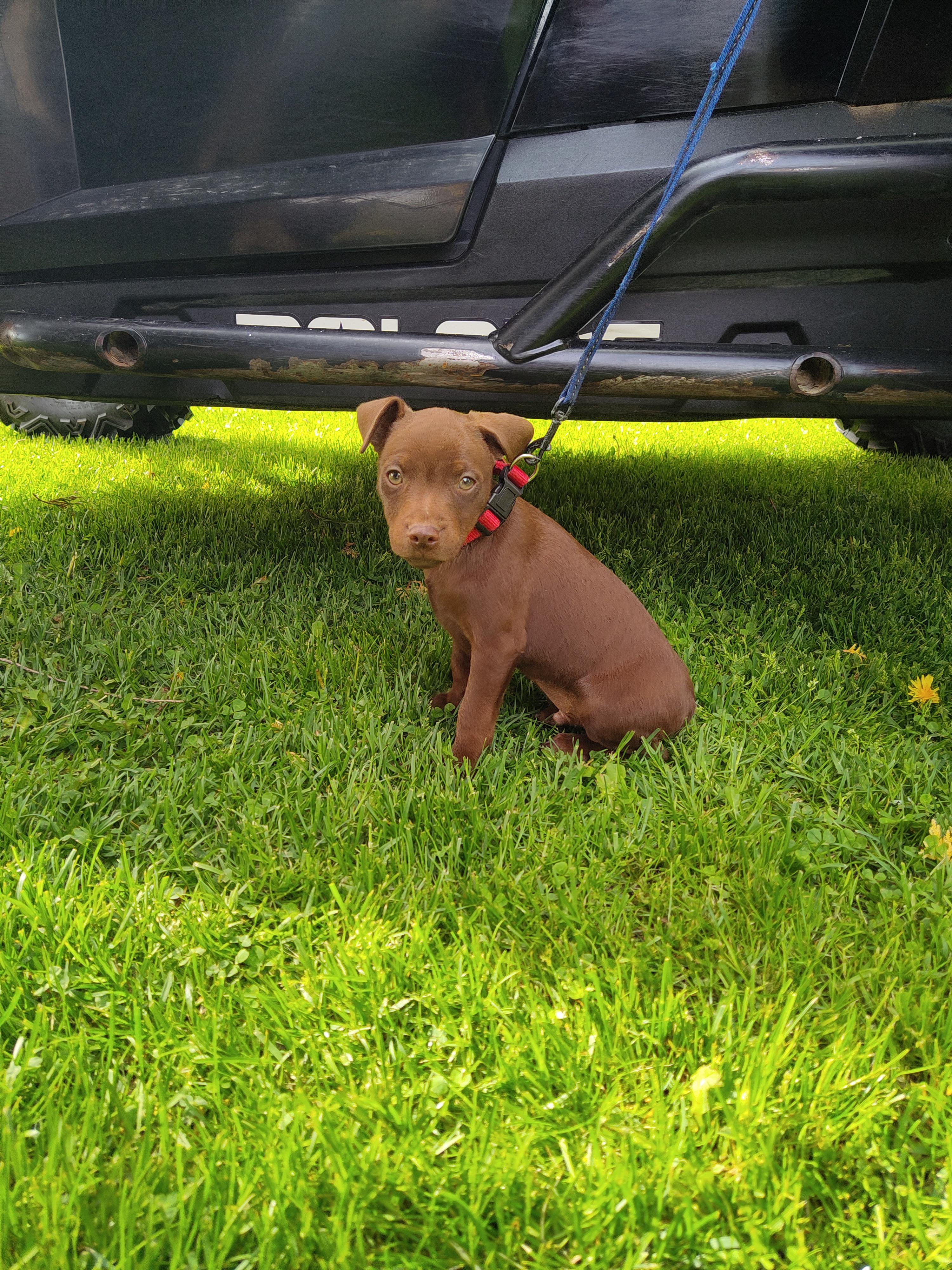 r/aww - Meet Delvin the Patterdale Terrier! [OC]