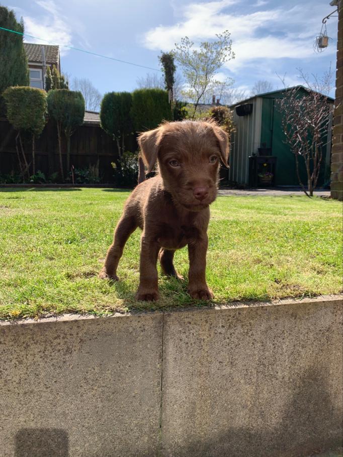 r/aww - Patrick my 8 week old Patterdale Terrier