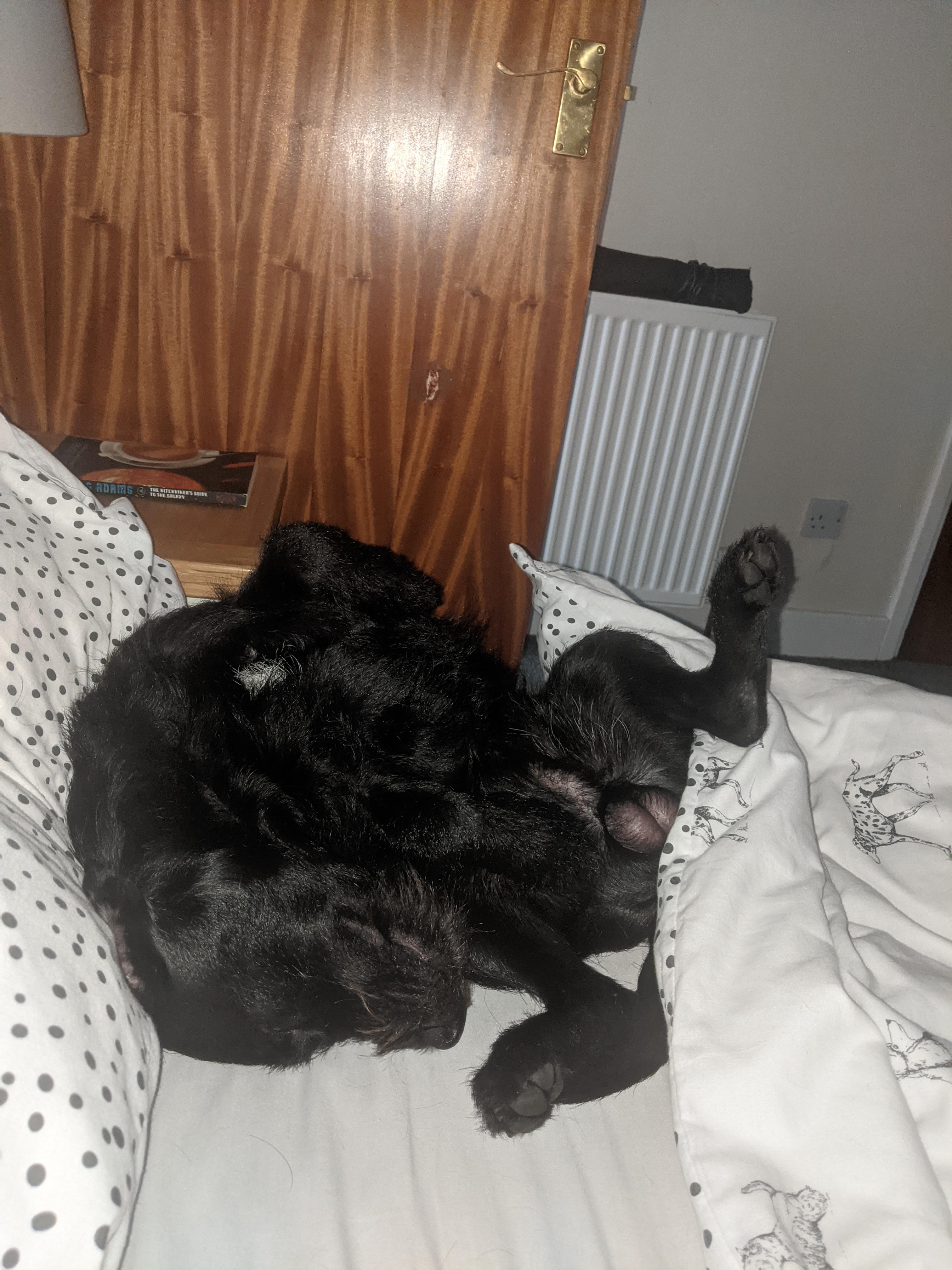 r/WhatsWrongWithYourDog - comfy Patterdale terrier