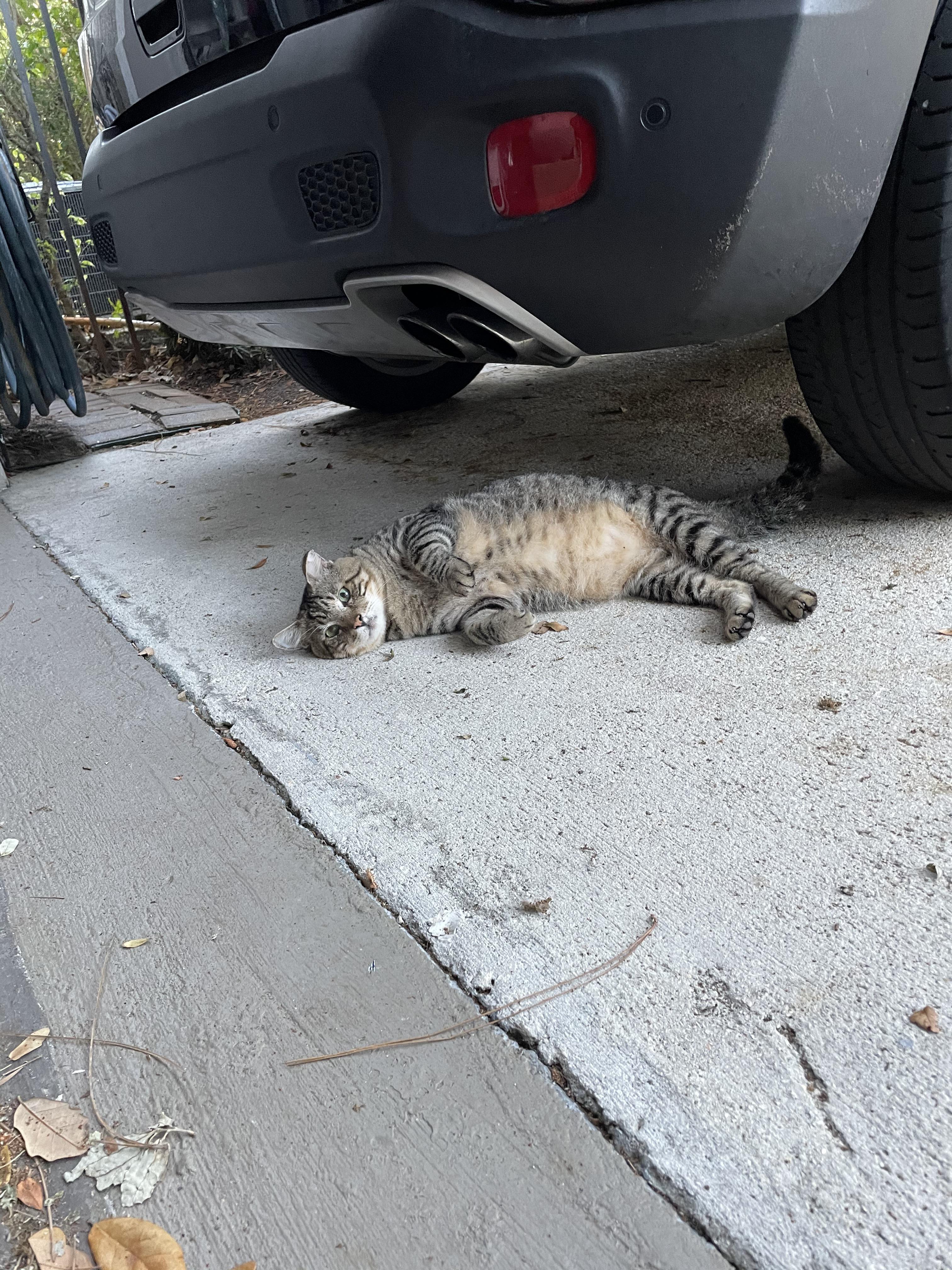 r/standardissuecat - our feral tomcat “lily Tomlin” has tried to come in multiple times now and is sitting near me purring and making muffins