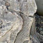 r/Paleontology - My friend found this large fossil sticking out from the cliff. This was found on shore on the Eastern side of Cape Breton Island.......any thoughts on what it might have been?