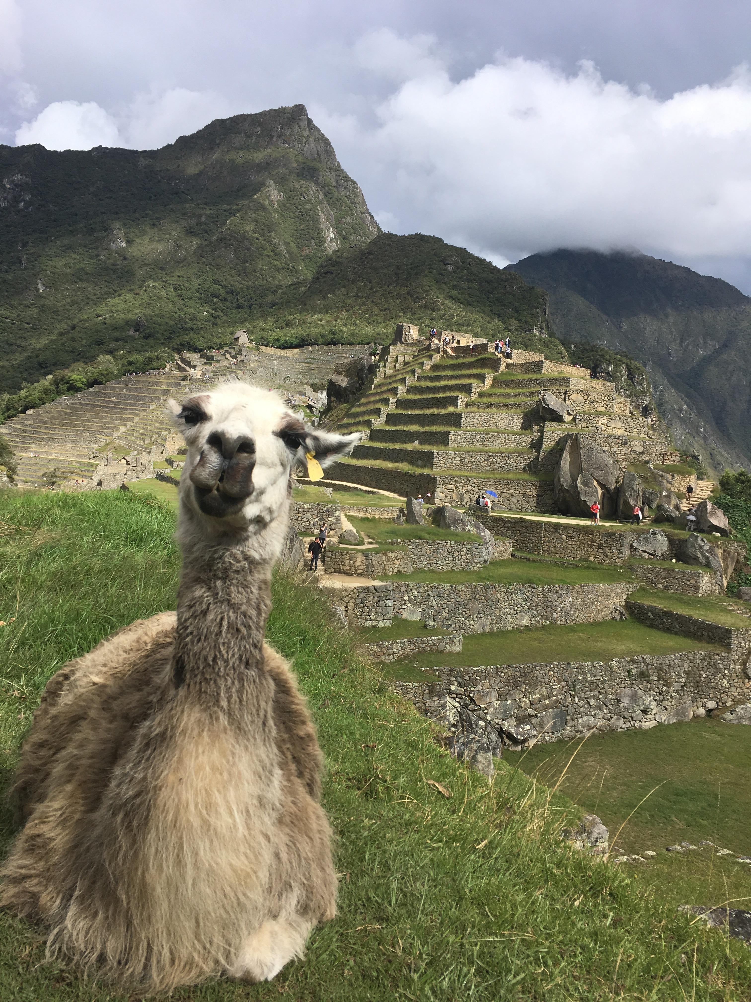 r/travel - When the llama is more photogenic than you. (Machu Picchu, Peru)