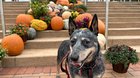 r/DOG - Pumpkin time!