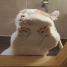 r/catsonglass icon