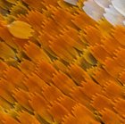 r/pics - I photographed a butterfly’s wing 