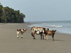 r/pics - Carefree cows on the beach in Bubaque, Guinea-Bissau