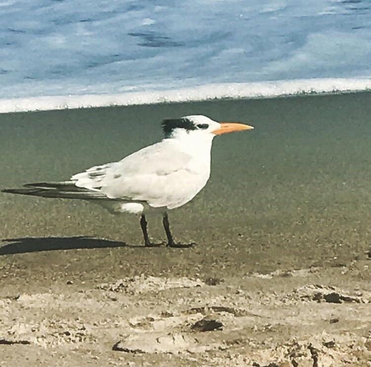 r/mildlyinteresting - This Danny DeVito looking seagull