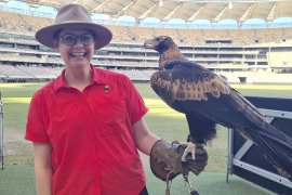 Happy “bird nerd” Dr Ann Jones with a wedged-tail eagle in The Secret Life of Urban Birds: Perth.