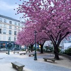 r/paris - Hanami à Paris