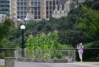 r/canada - Forbidden fruit: Don’t eat the food growing in downtown Ottawa planters, says NCC