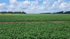 r/canada - Canada: Ontario potato fields face late blight challenge as August arrives