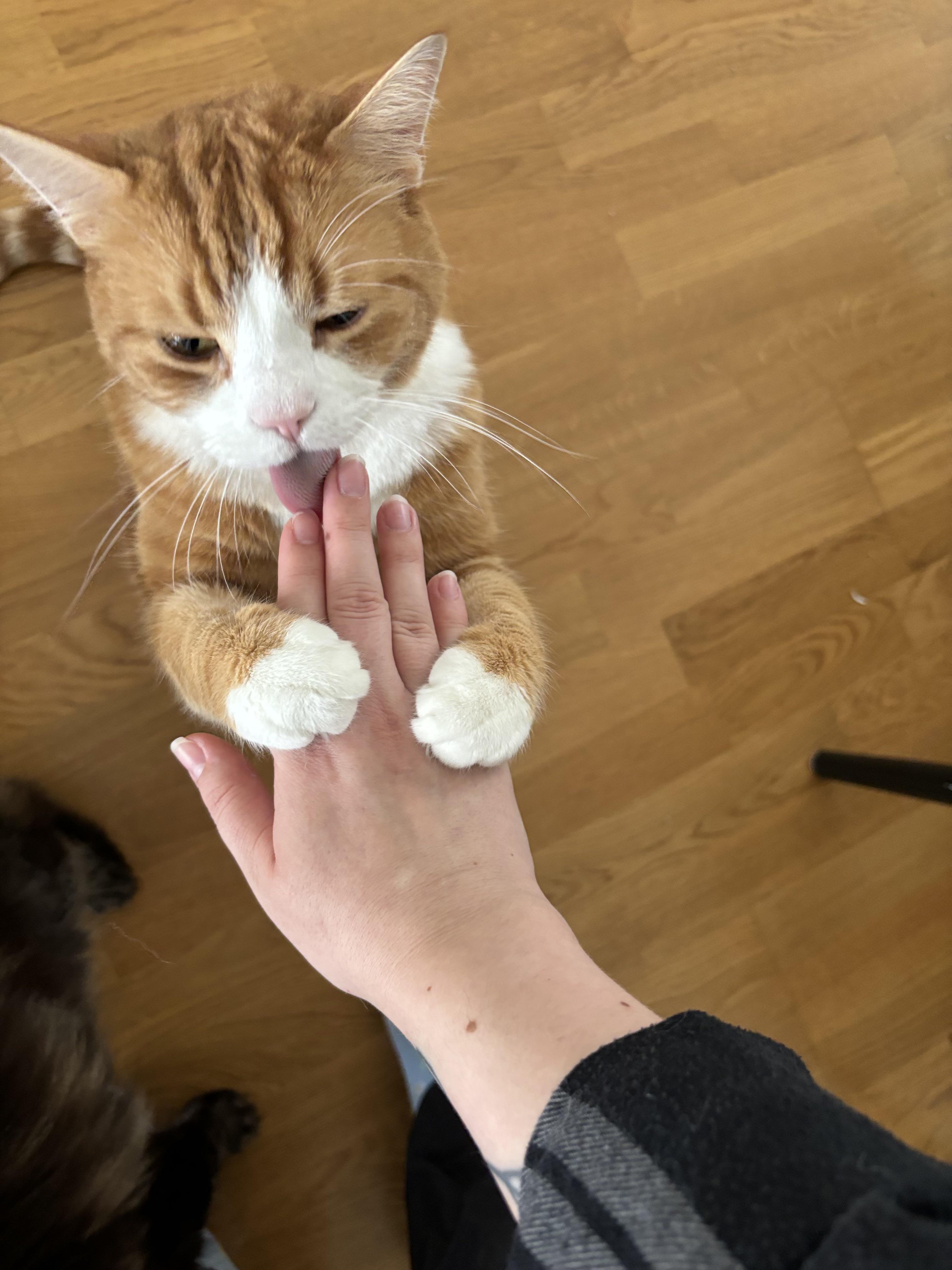 r/OneOrangeBraincell - this is henry, my client’s cat. he must complete the cleansing ritual before he will allow me to get past the apartment entryway. 