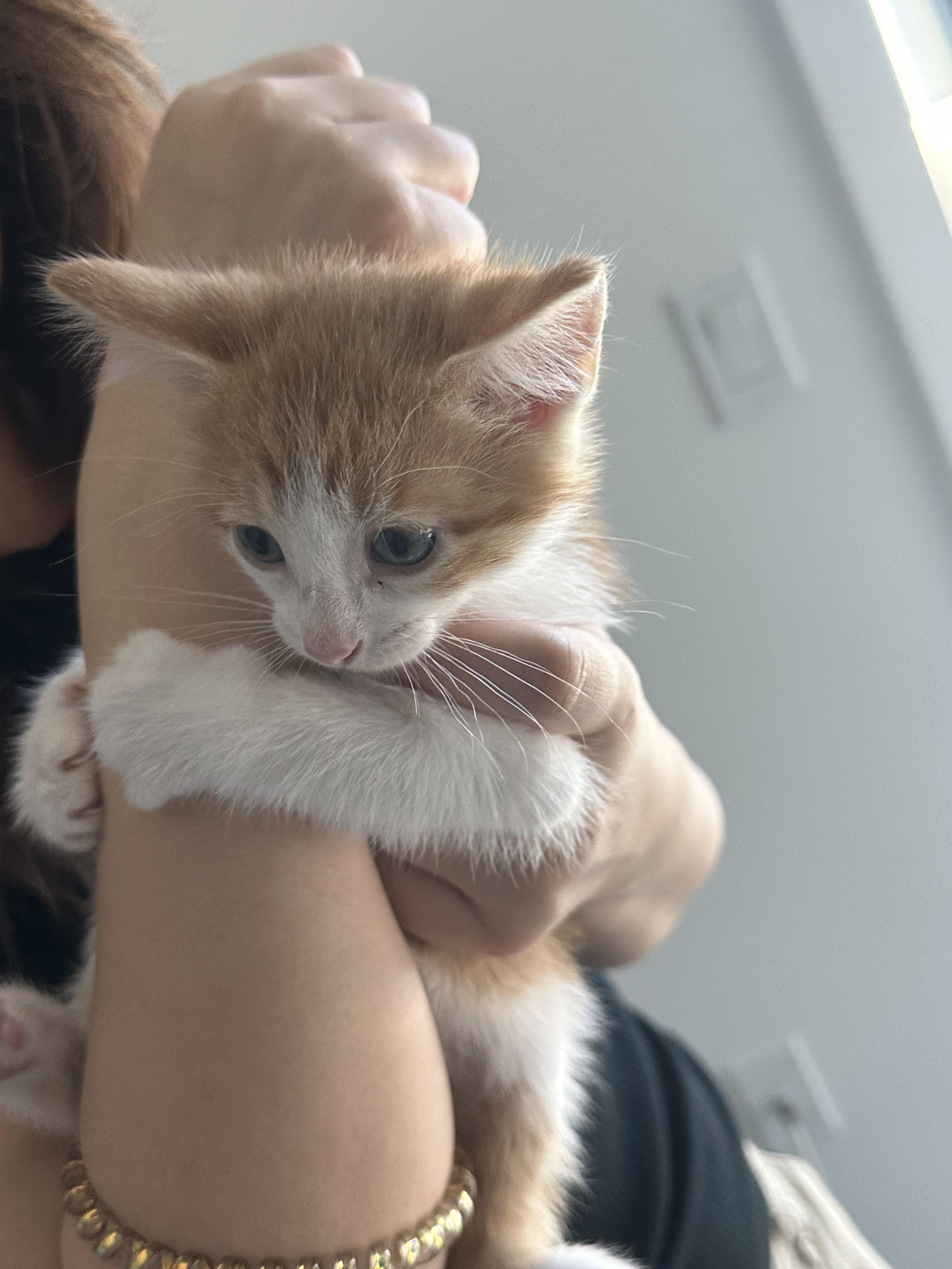 r/cats - I adopted my first kitten - look at his paws 🐾❤️