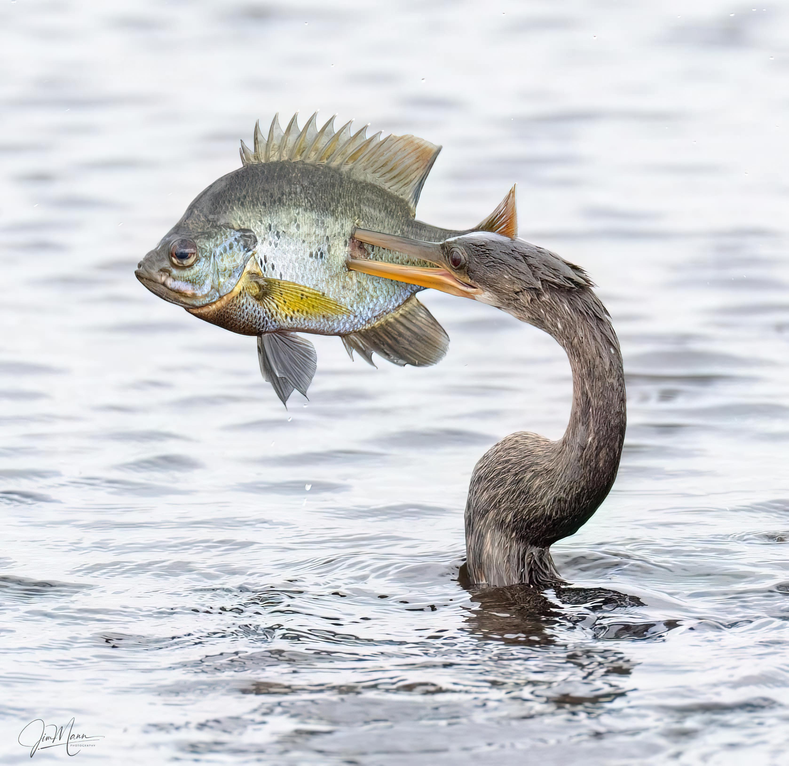 r/NatureIsFuckingLit - 🔥 Anhinga or American darter spearfishing in Florida