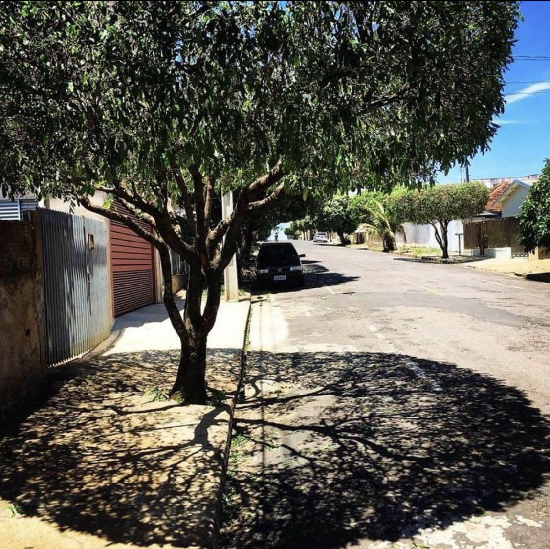 r/oddlysatisfying - This trees shadow 