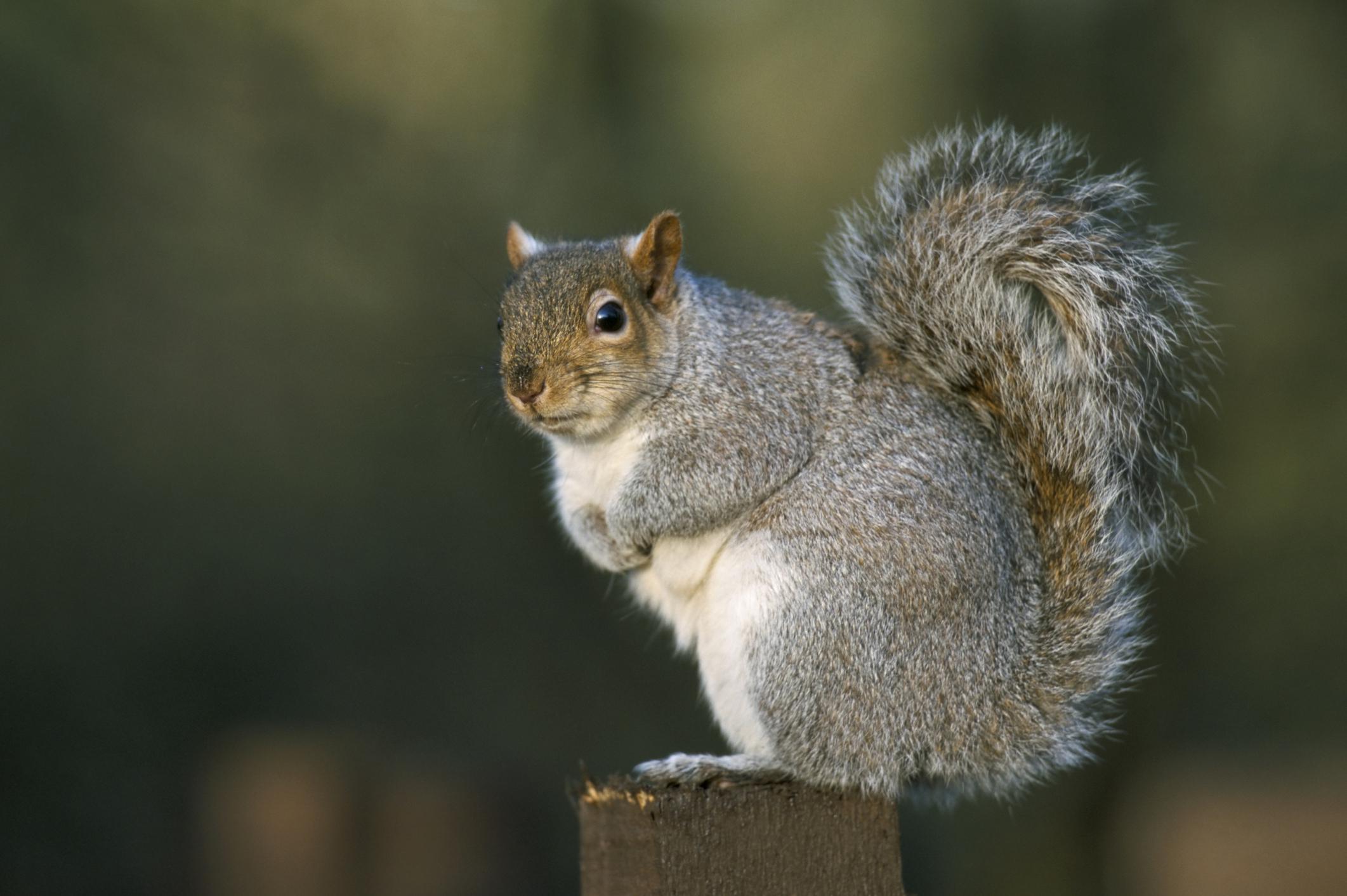 r/pics - A non political picture of a squirrel. Also, Trump is a fascist.