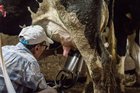 r/RuralNewsNetwork - With only gloves to protect them, farmworkers say they tend sick cows amid bird flu