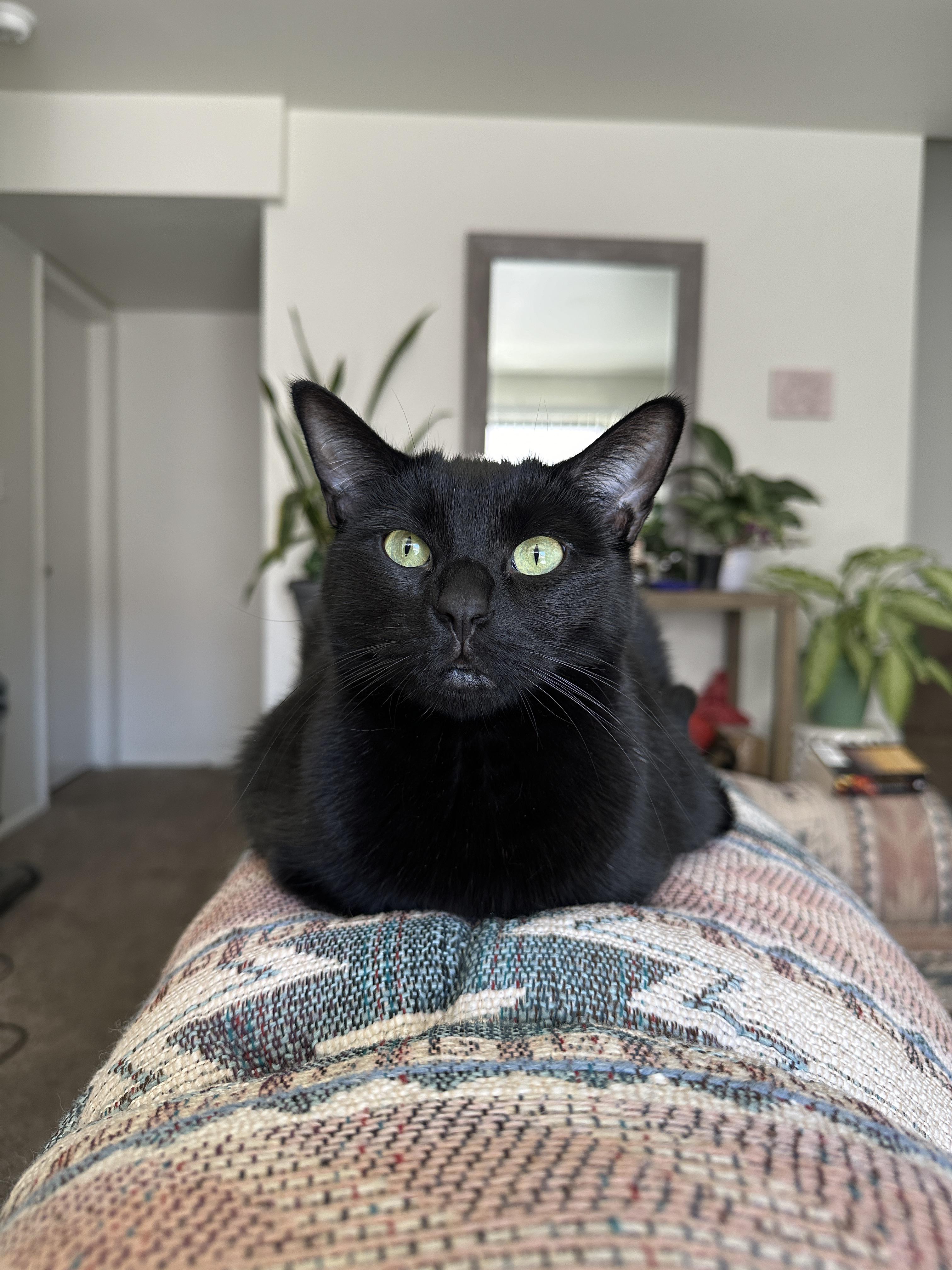 r/blackcats - No cheating! Show me the last photo of your void🖤