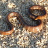 The dusky sea snake.