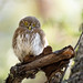 Chevêchette d'Europe (Glaucidium passerinum)