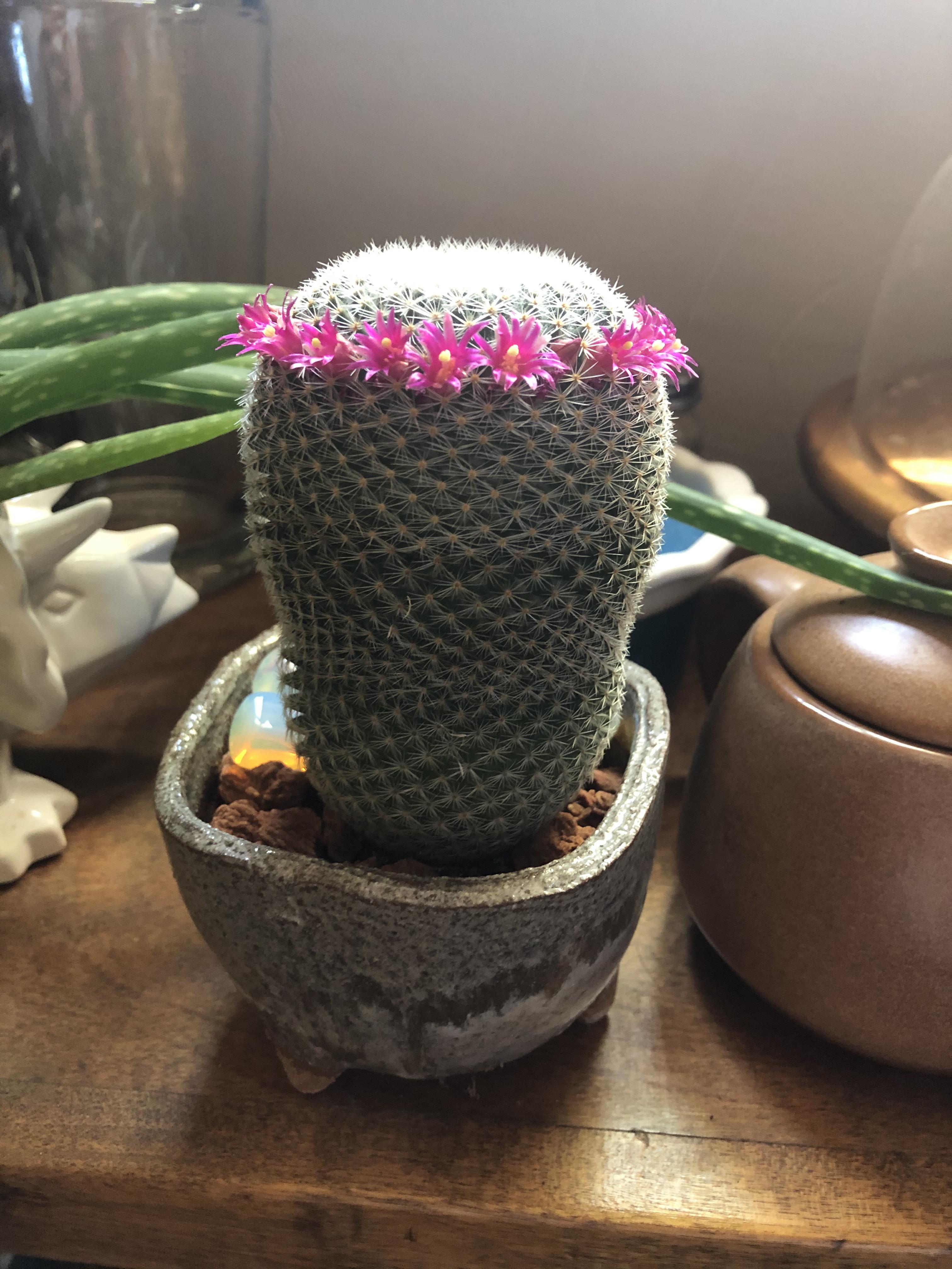 r/mildlyinteresting - my cactus that looks like Carole Baskin.