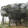 Coconut trees hit by typhoon Yagi along a road in China’s Hainan province. 