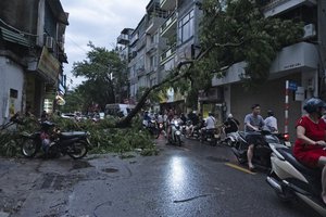 Traffic moves slowly past fallen trees on the roads of Hanoi, Vietnam, Sunday Sept. 8, 2024.