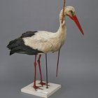 r/todayilearned - TIL that bird migration wasn’t proved until 1822. Before then, theories to explain their seasonal disappearance included hibernation and transforming into mice.