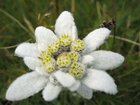 r/todayilearned - TIL The song Edelweiss is not actually an Austrian folk song and was written for "The Sound of Music"