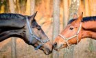 r/todayilearned - TIL: During mating season, some stallions prefer mares of a certain color, meaning, low libido isn't the cause for the failed breeding.