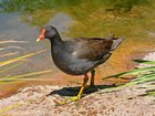 r/todayilearned - TIL that animals and plants can be "cosmopolitan", meaning they are found all over the world. For example, rails are a cosmopolitan family of bird.