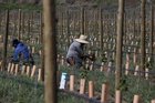 r/worldnews - Canada’s temporary foreign worker program a ‘breeding ground’ for modern slavery, UN report concludes