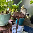 r/cockatiel - Could anyone help me identify this funny looking plant?