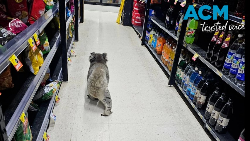 A koala surprised staff and visitors at Meeniyan IGA plus Liquor store when it began exploring the store.