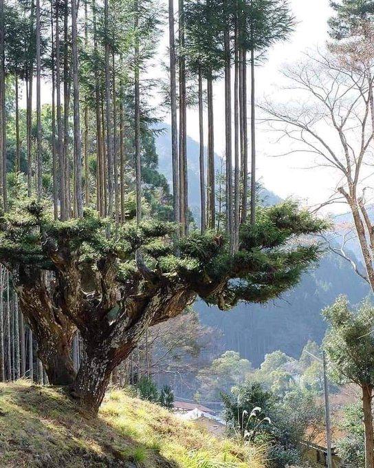 r/UnbelievableStuff - How Japanese have produced wood for 700 years, without cutting down trees.